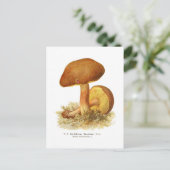 Boletus subtomentosus postkarte (Stehend Vorderseite)