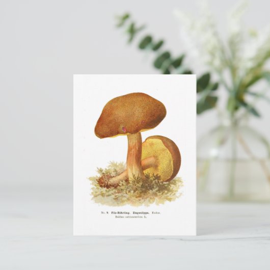Boletus subtomentosus postkarte (Stehend Vorderseite)