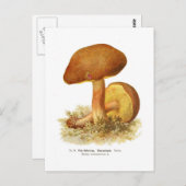 Boletus subtomentosus postkarte (Vorne/Hinten)