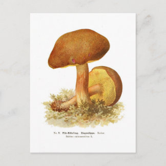 Boletus subtomentosus postkarte