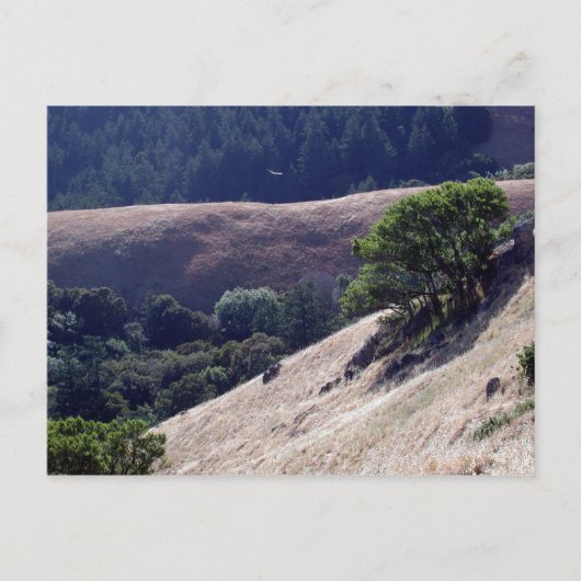 Bolinas Ridge, Kalifornien Postkarte (Vorderseite)