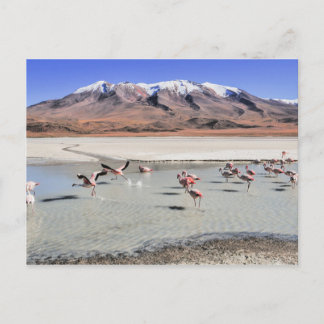 Bolivien-Landschaftsfoto mit Flamingos Postkarte