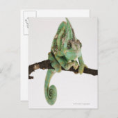 Bolzfarbener Chamäleon mit charakteristischem Char Postkarte (Vorne/Hinten)
