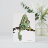 Bolzfarbener Chamäleon mit charakteristischem Char Postkarte (Stehend Vorderseite)