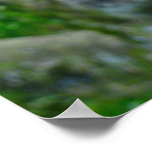 Bombax-Baumblüte Poster (Ecke)