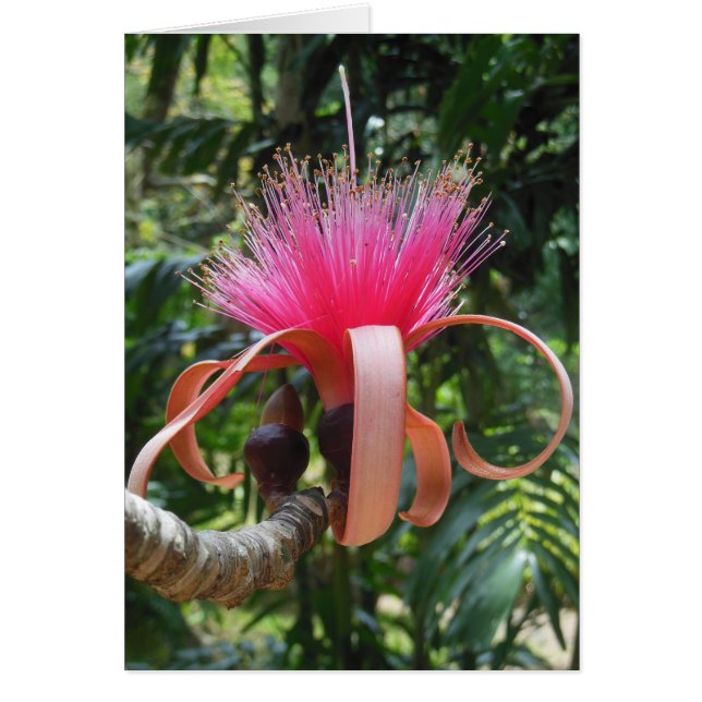Bombax Tree Blossom (Vorne)