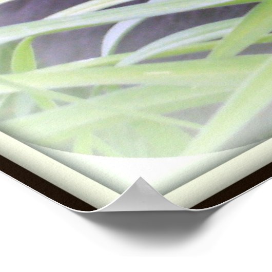 Bombay Black Cat Print Poster (Ecke)