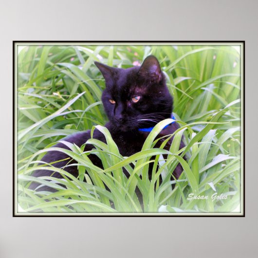 Bombay Black Cat Print Poster (Vorne)
