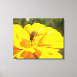 Bombylida Pollinating Hellgelbe Blume Leinwanddruck
