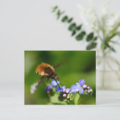 Bombylius major postkarte (Stehend Vorderseite)