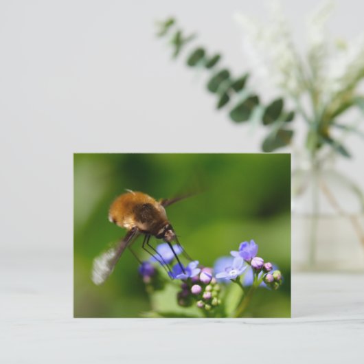 Bombylius major postkarte (Stehend Vorderseite)