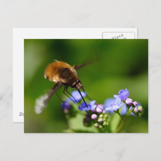 Bombylius major postkarte (Vorne/Hinten)