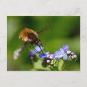 Bombylius major postkarte (Vorderseite)