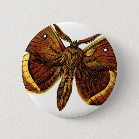 Bombyx quercus male button (Vorderseite)