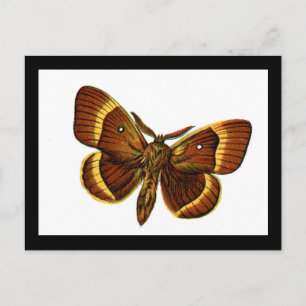 Bombyx quercus male postkarte