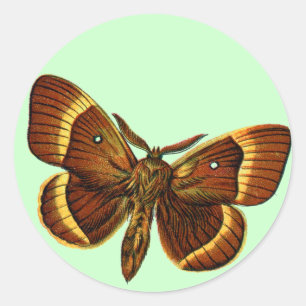 Bombyx quercus male runder aufkleber