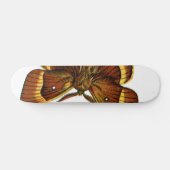 Bombyx quercus male skateboard (Horizontal)