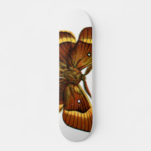 Bombyx quercus male skateboard
