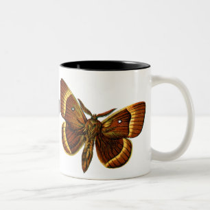 Bombyx quercus männlich, Bombyx quercus männlich Zweifarbige Tasse