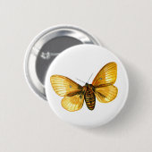 Bombyx quercus weiblich button (Vorne & Hinten)