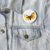 Bombyx quercus weiblich button (Beispiel)