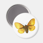 Bombyx quercus weiblich magnet (Vorderseite/Rückseite)