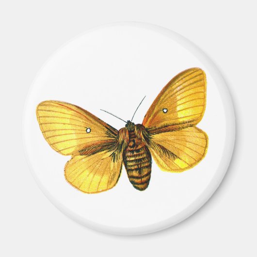 Bombyx quercus weiblich magnet (Vorne)