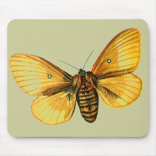 Bombyx quercus weiblich mousepad (Vorne)