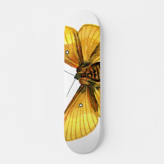 Bombyx quercus weiblich skateboard (Vorne)