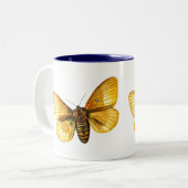 Bombyx quercus weiblich zweifarbige tasse (Vorderseite Links)