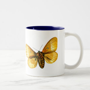 Bombyx quercus weiblich zweifarbige tasse
