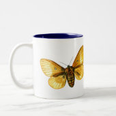 Bombyx quercus weiblich zweifarbige tasse (Links)