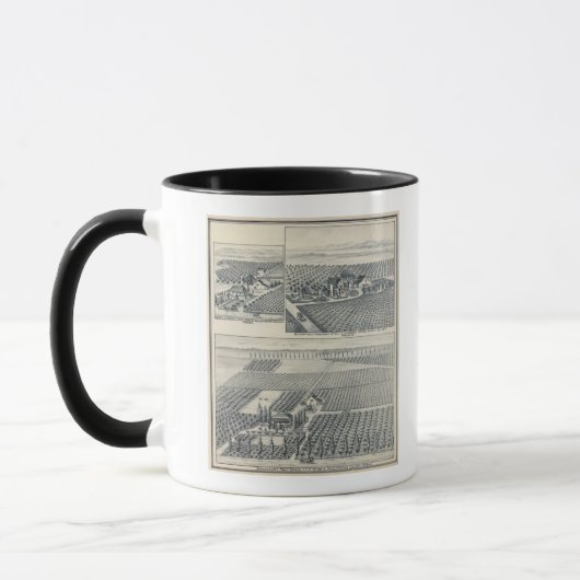 Bonacourt Ranch, Washington Colony, Kalifornien Tasse (Links)