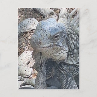 Bonaire Leguaan Postkarte