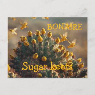 Bonaire Zuckervögel Postkarte