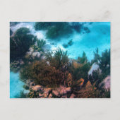 Bonairean Reef Custom Postkarte (Vorderseite)