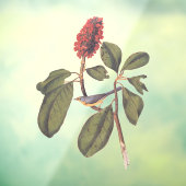 Bonaparte Flycatcher Canada Warbler Audubon Bird Fensteraufkleber (Blatt 3)