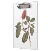 Bonaparte Flycatcher Canada Warbler Audubon Bird Klemmbrett (Links)