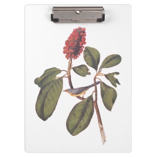 Bonaparte Flycatcher Canada Warbler Audubon Bird Klemmbrett (Vorderseite)