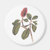 Bonaparte Flycatcher Canada Warbler Audubon Bird Magnet (Vorne)