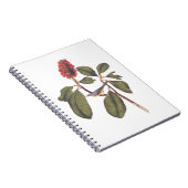 Bonaparte Flycatcher Canada Warbler Audubon Bird Notizblock (Rechte Seite)