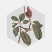 Bonaparte Flycatcher Canada Warbler Audubon Bird Ornament Aus Glas (Rückseite)