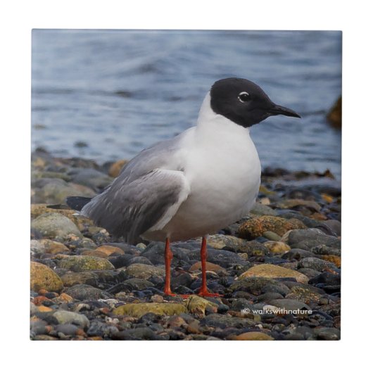 Bonaparte's Gull am Strand Fliese (Vorderseite)