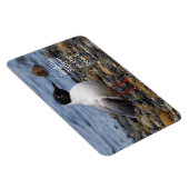 Bonaparte's Gull am Strand Magnet (Rechte Seite)