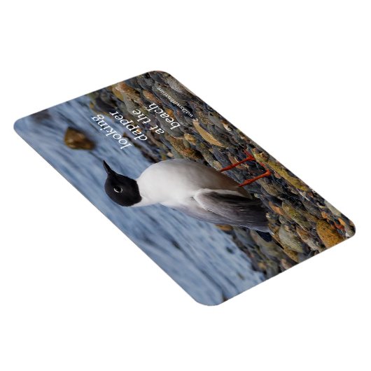 Bonaparte's Gull am Strand Magnet (Rechte Seite)