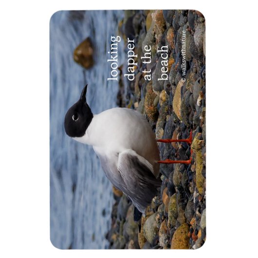 Bonaparte's Gull am Strand Magnet (Vertikal)