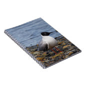 Bonaparte's Gull am Strand Notizblock (Rechte Seite)