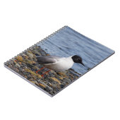 Bonaparte's Gull am Strand Notizblock (Linke Seite)