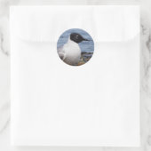 Bonaparte's Gull am Strand Runder Aufkleber (Tasche)