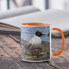 Bonaparte's Gull am Strand Tasse